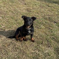 Paputek, pies do adopcji