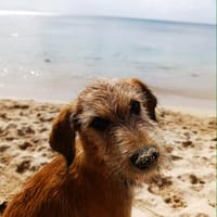 Youpi,bébé joyeux, chien à adopter