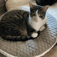 AURA, chatte à adopter