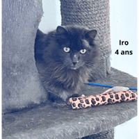 IRO, chat à adopter
