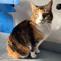 PERLE, chatte à adopter