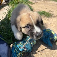 Josi, chienne à adopter