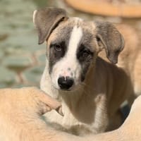 MAGNUS  (Lara), chien à adopter