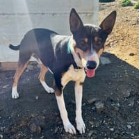 LUIS (Los Reyes), chien à adopter