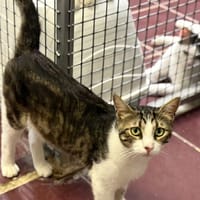 MILO, chat à adopter