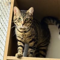 LUCA, chat à adopter