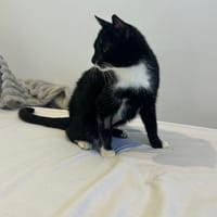 Blabla, chatte à adopter