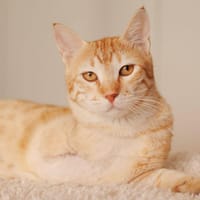 ZAMPA, chat à adopter