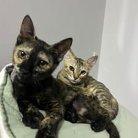 AURORA etZENA, chatte à adopter