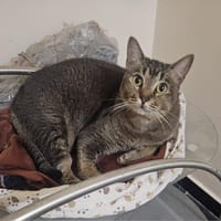 JOEY, chat à adopter