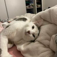 NINO, chat à adopter