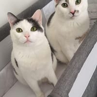 MILO et MILA, chat à adopter