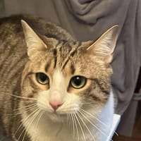 SHORBA, chat à adopter