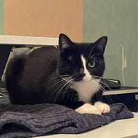 SAFINA, chatte à adopter