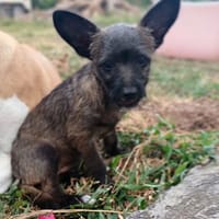 ✨️ NEELA ✨️ 🐶, chienne à adopter