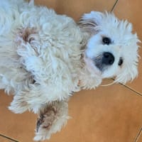 Loulou le foufou, chien à adopter