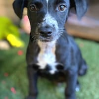 ✨️ SUSHI ✨️ 🐶, chien à adopter