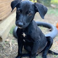 ✨️ MAKI ✨️ 🐶, chien à adopter