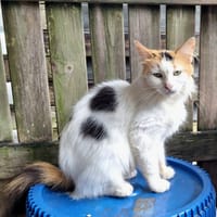 ✨️ PÉNÉLOPE ✨️ 🐱, chatte à adopter