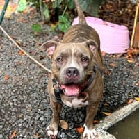 ✨️ ALMA ✨️ 🐶, chienne à adopter