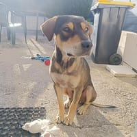 Willo le gentil !, chien à adopter