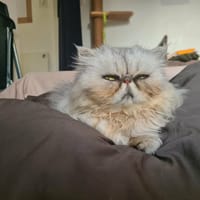 Archibald, chat à adopter