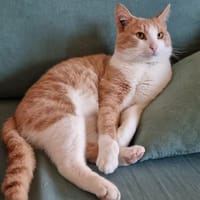 Azraël, chat à adopter