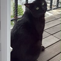 Wesley, chat à adopter