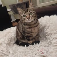 Biscotte, chatte à adopter