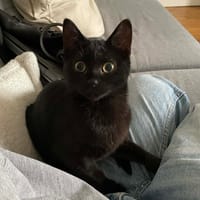 Francesca, chatte à adopter