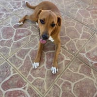 Frisky, Mâle, X Berger, né le 01/04/2025 🐶, chien à adopter