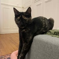 Patty, chatte à adopter