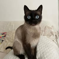 Jade, chatte à adopter
