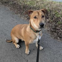 Bosko, mâle X berger né le 10/12/2024, chien à adopter