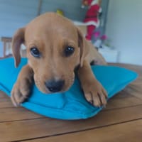 Saphir, mâle croisé berger créole, né le 28/11/2025 🤍, chien à adopter