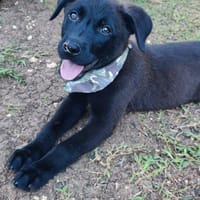 Pacho, Mâle, X Berger, né le 30/12/2025, chien à adopter