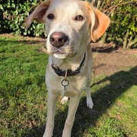 Grenache, mâle X berger, né le 14/07/2025 🐶, chien à adopter