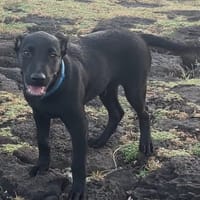 Locky, chiot mâle croisé labrador, chien à adopter