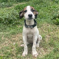 KIRBY, une boule d’amour à 4 pattes !, chienne à adopter