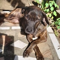 CHIPIE, Berger Créole Femelle, chienne à adopter