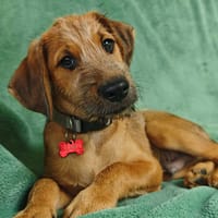 Kim, chien à adopter