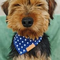 Chouchou, chien à adopter