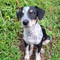 FOLLY, chiot femelle Croisée Jack Russel, chienne à adopter
