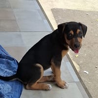 KYOTO, chiot femelle Berger Créole, chien à adopter