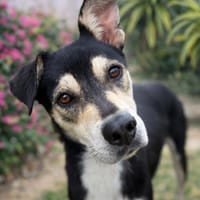 LILI, jeune femelle Berger Créole, chienne à adopter