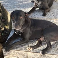 NALLA, Femelle Croisée Labrador, chienne à adopter