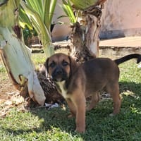 RAYLEUR, Chiot Berger Créole mâle, chien à adopter