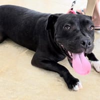 🐾 XENA, croisée créole junior pleine d’amour 🐾, chienne à adopter