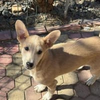 Süße Zeeva🌺 sucht liebevolles Heim, Hündin zur Adoption