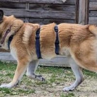 DJAMIL wartet in 65... Villmar, Hund zur Adoption